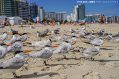 Miami_Daylight_2022-154