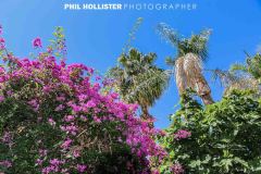 Palm_Springs_Resorts_2017-5659